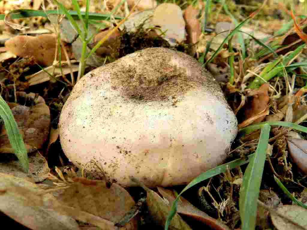 Fungo da determinare